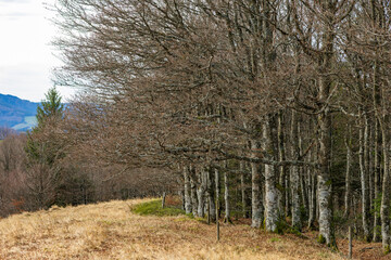 Wanderweg zum Schauinsland