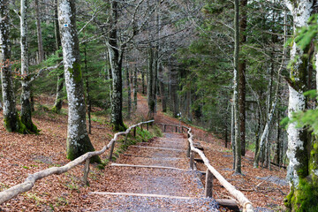 Wanderweg zum Schauinsland