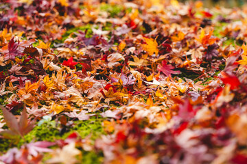 紅葉