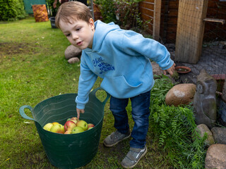 Junge hilft bei Apfelernte