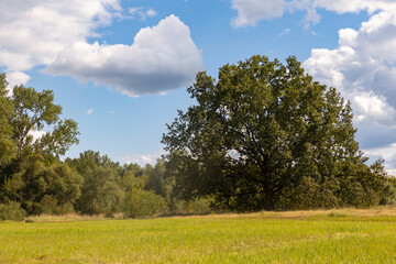 Berliner l&auml;ndlichkeit und Natur im Bucher Forst
