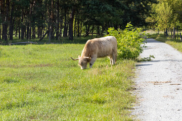 Hochlandrinder im Bucher Forst, Berlin