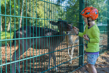 Junge füttert Rehe mit Kastanien durch ein Fütterungsloch, in den botanischen Anlagen Pankow Berlin © Dominik Rueß