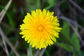 Bright Yellow Dandelion Blossom in Green Grass top view