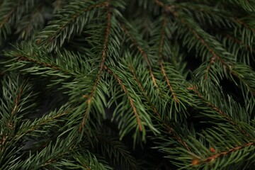 Beautiful Christmas tree branches as background, closeup