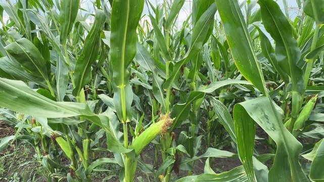 Ripening corn on the field edge in overcast day