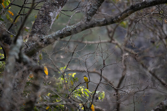 A small female minivet with bright yellow and grey plumage rests quietly on a small, intricate branch in a dense forest with blurred background.