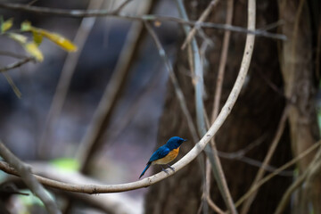 A small, beautiful Tickells blue flycatcher perched firmly on a textured tree branch, the background is a soft, dark of the forest undergrowth.