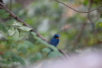 A small, beautiful Tickells blue flycatcher perched firmly on a textured tree branch, the background is a soft, dark of the forest undergrowth.