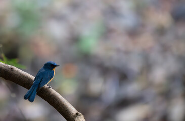 A small, beautiful Tickells blue flycatcher perched firmly on a textured tree branch, the background is a soft, dark of the forest undergrowth.