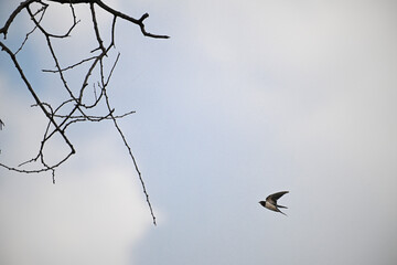 A solitary Swallow in mid flight against a bright , hazy blue sky