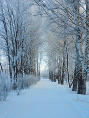 Obraz premium A park in winter. Russia, Ural Mountains, Perm region. Trees are covered in frost.