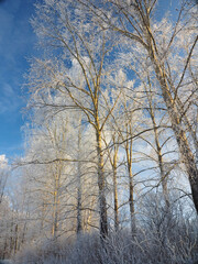 A park in winter. Russia, Ural Mountains, Perm region. Trees are covered in frost.