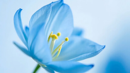 Qixi Festival Blue Rose Flower Close-up Beautiful Love Background