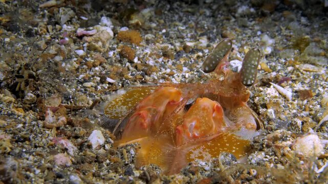 Giant mantis shrimp (Lysiosquillina lisa) half-buried in its burrow, scanning the surroundings with moving bilobed eyes while waiting to ambush prey.