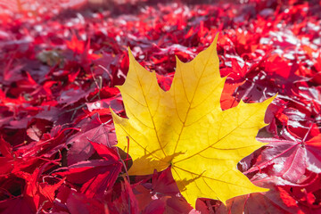 Bright Yellow Maple Leaf Stands out of a Bed of Red Maple Leaves