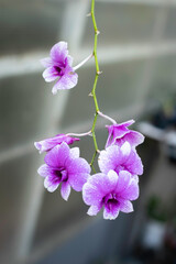 A cluster of vibrant purple and white orchids, adorned with tiny water droplets, is captured in close-up against a dark, blurred background.