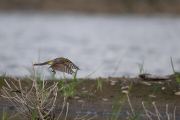 A small Wagtail in mid flight with soft, blurry background with a muted sky and subtle green grasses in the distance. 