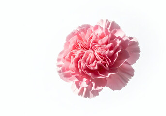 Image of pink carnations on a white background