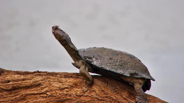 A quirky moment that shows a long-necked terrapin with a fly on its head stretches while basking on a log.