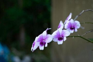 A cluster of vibrant purple and white orchids, adorned with tiny water droplets, is captured in close-up against a dark, blurred background.
