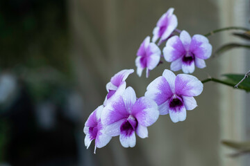 A cluster of vibrant purple and white orchids, adorned with tiny water droplets, is captured in close-up against a dark, blurred background.