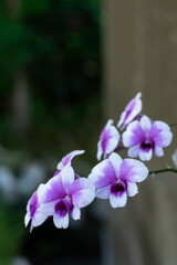 A cluster of vibrant purple and white orchids, adorned with tiny water droplets, is captured in close-up against a dark, blurred background.