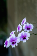 A cluster of vibrant purple and white orchids, adorned with tiny water droplets, is captured in close-up against a dark, blurred background.