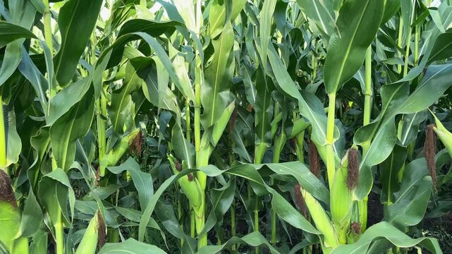Stems of ripening corn on the field in sunny day