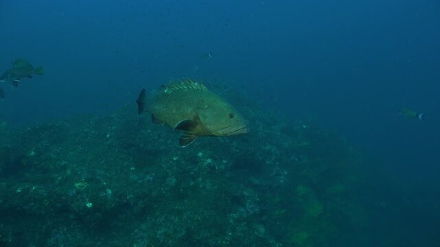 Mediterranean Grouper Mero swimming slowly by camera