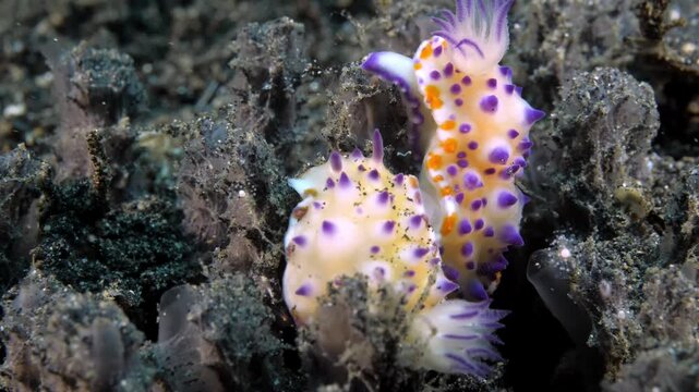 Two brightly colored Mexichromis mariei nudibranchs mate gracefully on a coral surface, displaying vivid orange and purple patterns