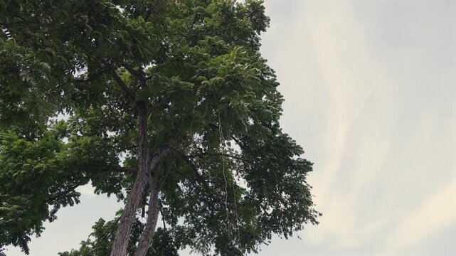 Pterocarpus macrocarpus tree Burma padauk South America jungle tropical nature