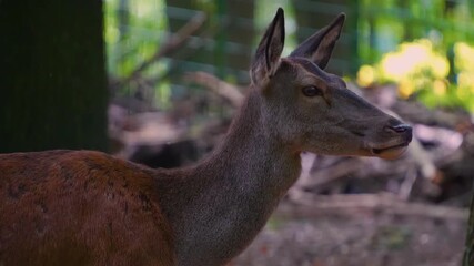 Close up view of a red deer fawn head standing around the woods on a sunny springtime day. - Powered by Adobe