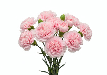 Obraz premium Image of pink carnations on a white background