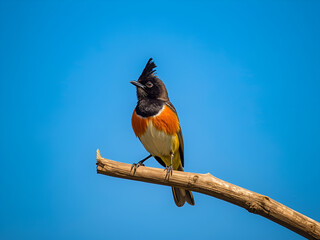 Small tropical colorful bird perched gracefully on dry branch against clear blue sky in natural outdoor environment