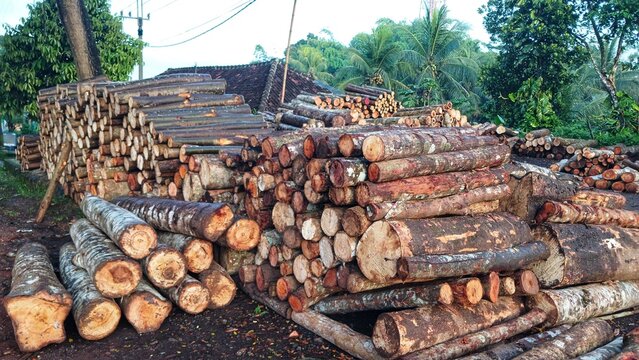 Stacked timber logs waiting for processing at a lumber yard or sawmill - Powered by Adobe