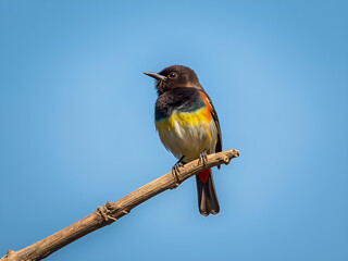 Small tropical colorful bird perched gracefully on dry branch against clear blue sky in natural outdoor environment