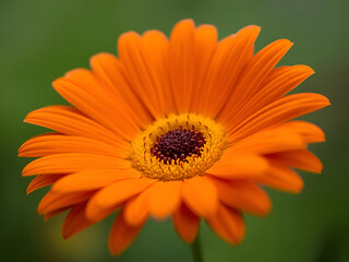 Bright orange daisy flower blooming beautifully in garden with soft blurred green background and natural sunlight macro photography