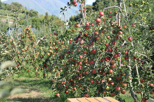 リンゴの木 Images – Browse 1,702 Stock Photos, Vectors, and Video