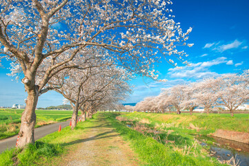 草場川の桜並木