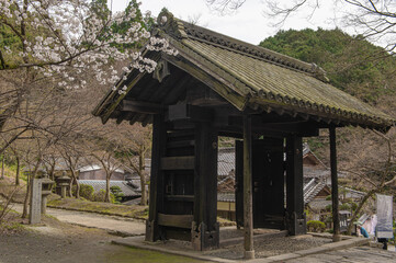 秋月城跡の黒門とサクラ