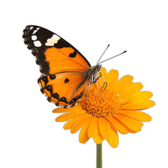 Obraz premium Butterfly on Flower: A vibrant monarch butterfly delicately perched on a bright yellow flower, its wings displaying intricate patterns. This close-up shot captures the beauty and fragility of nature.
