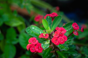 A vibrant cluster of pink-to-coral Crown-of-Thorns (Euphorbia milii) flowers, marked with glistening water droplets, stands out against a backdrop of glossy green foliage.