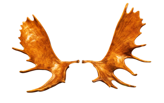 Golden deer antlers isolated on transparent background, decorative element, png cutout file.
