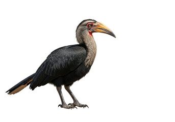 Obraz premium A side profile of a southern ground hornbill, showcasing its vibrant plumage and striking beak.
