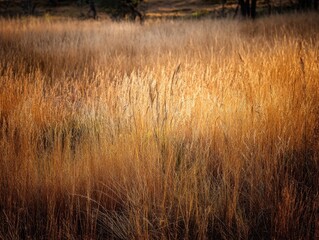 Golden Tall Grass Field Illuminated Low Sunlight Warm Tones Textured Natural Background Serene Outdoor Landscape Peaceful Countryside Scene