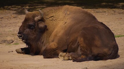 Close up of a bison resting on meadow on a cloudy day and chewing - Powered by Adobe