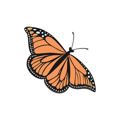 Monarch Butterfly Illustration on White Background