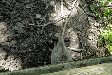wildschwein säugetier tier zoo