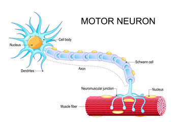 Motor neuron anatomy. Departing neural impulse from nerve cell to Muscle fiber